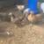 Serama Bantam Chickens 3 thumbnail
