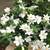 Flowering Shrubs, Ornamental Shrubs, Bushes Evergreen Shrubs 8 thumbnail