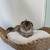 Scottish Fold Straight kittens 2 thumbnail