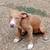 4 month old pit pups needs good home 2 thumbnail