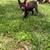 Dog foster to adopt 12 thumbnail