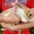 Rabbit 3 thumbnail