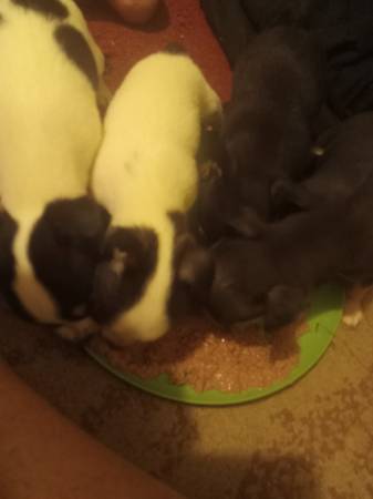 Rehoming chihuahua pups (Ellisville)63611950768897121