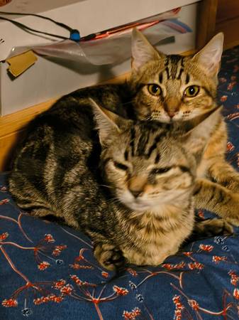 $20 rehoming fee, negotiable (Spanaway)64314917607427121