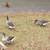 Toulouse geese 1 thumbnail