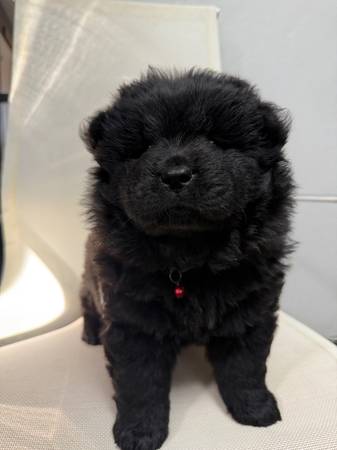 Rehoming chow chow puppies64007247563905120