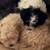 Malti-poo 2 thumbnail