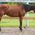 Young Mustang Gelding 5 thumbnail