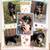 Mini Aussies 2 thumbnail