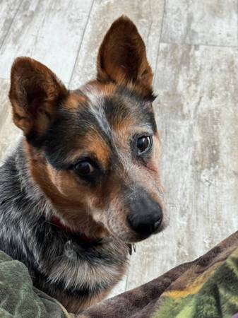Australian Cattle Dog (Twin Lake)63910107074434120