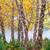 Birch River trees 2 thumbnail