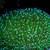 Japanese long polyp toadstool coral 1 thumbnail
