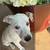 Found sweet Dalmatian pup sisters 3 thumbnail