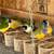 Gouldian finches 3 thumbnail