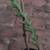 Epiphyllum Anguliger Fishbone Cactus  (Ric Rac) Live Plant 1 thumbnail