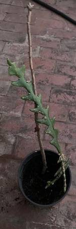 Epiphyllum Anguliger Fishbone Cactus  (Ric Rac) Live Plant 1