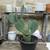 Large "Lonestar" Carved Spineless Prickly Pear Cactus 1 thumbnail