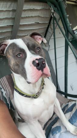 Blue nose pit63885716902019121