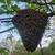 Honeybee Swarm Rescues 8 thumbnail
