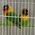 Rehoming proven pair. Or lovebirds 1 thumbnail