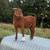 Fullblood boer bucks and does 4 thumbnail