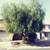 Tree removal. Stump Grinding. etc. Ben's Tree Service/landscape 3 thumbnail
