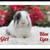 Holland Lop Bunnies 7 thumbnail