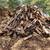 Fire wood firewood Birch Ash and Cherry campfire cook camp smoke grill 3 thumbnail