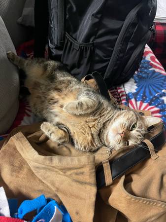 Mother and daugter cats free to good home (Biddeford)64028931904771123