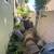 Tree Trimming, Landscaping, Stump Grinding Yard Work 8 thumbnail