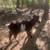 Pygmy goats 2 thumbnail