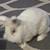 Mixed Lion Head Bunny 3 thumbnail