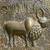 Copper Indian Sacred Bull - Caribou Wall Art 1 thumbnail
