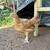 Laying Hens, Chicks, Hatching Eggs, Brooder Box 3 thumbnail