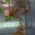Bearded dragons 1 thumbnail