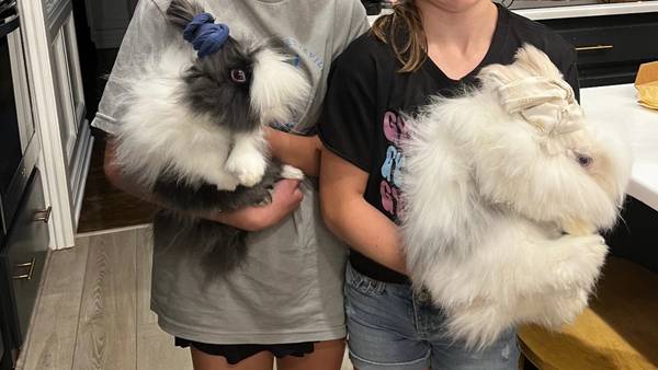 2 pet bunnies 1