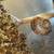Rehoming Snails for Pets 8 thumbnail