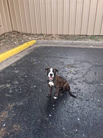 CACHORRO BULLBOXER PITBULL DE 12 SEMANAS (Waco)63661959347457120