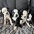Rehoming Boston Terrier 2 thumbnail
