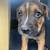 Puppies (German Shepard Mix) 7 thumbnail