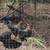 Ayam Cemani Cross Roosters 3 thumbnail