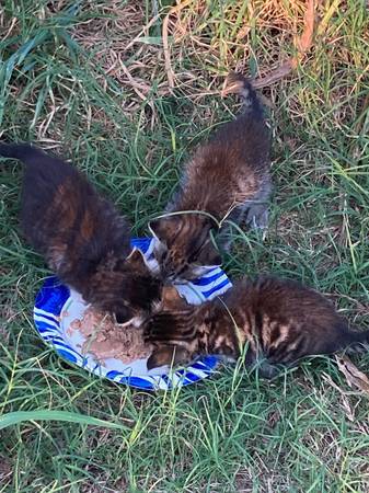 Free kittens to good home (Bethel nc)63897334517123120