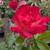 Rose Tree 🌹🌹 12 thumbnail