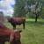 Torito 6 thumbnail
