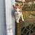 Found Cat - Orange & White Short Haired Boy 1 thumbnail