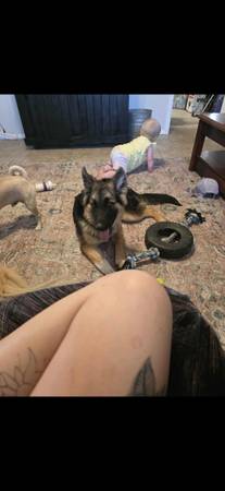 German shepard husky (Phoenix)64048128896643120