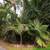 NEW CALEDONIA Palms ---- RARE palms 8 thumbnail