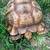Sulcata Tortoise 3 thumbnail