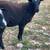 6 lambs, wethers 3 thumbnail