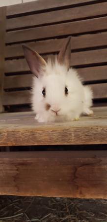Sweet Baby Bunnies (Parker)63404303028099123